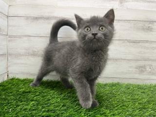 animal_image