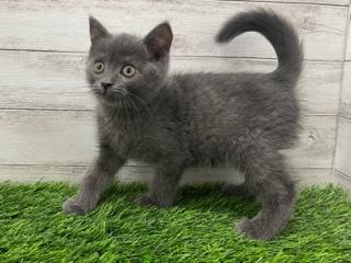 animal_image