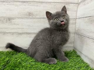 animal_image