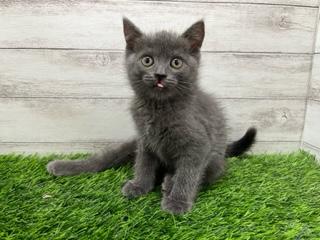 animal_image