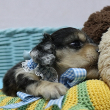 animal_image