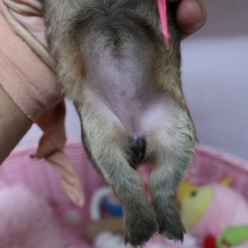 animal_image