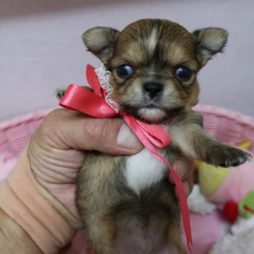 animal_image