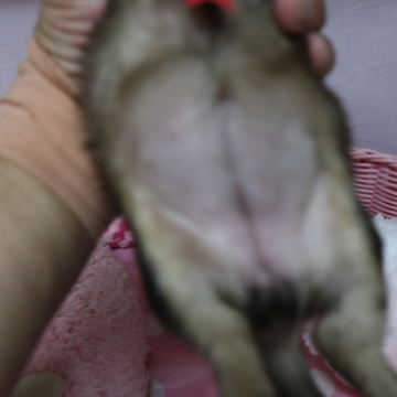 animal_image