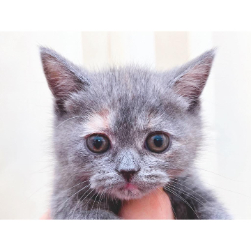 animal_image
