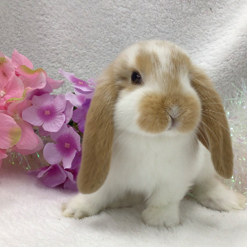 animal_image