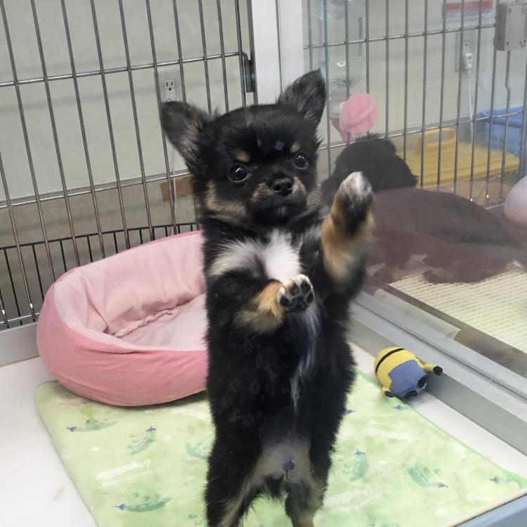 animal_image