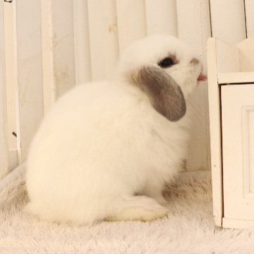 animal_image