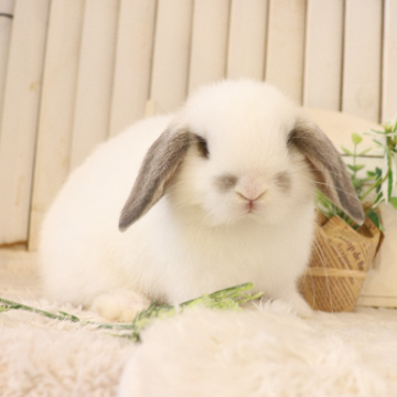 animal_image
