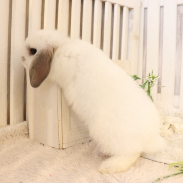 animal_image