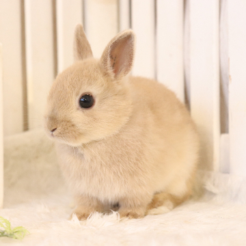 animal_image