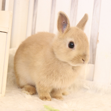 animal_image