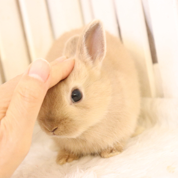 animal_image