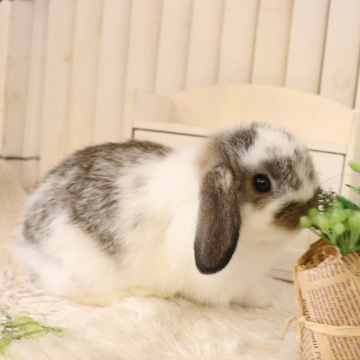 animal_image