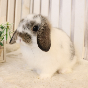 animal_image