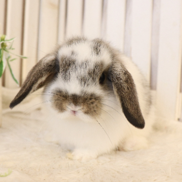 animal_image