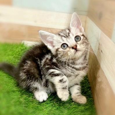 animal_image