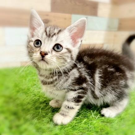 animal_image