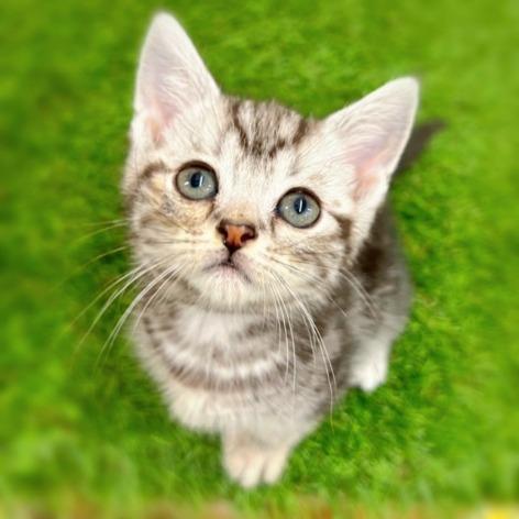 animal_image