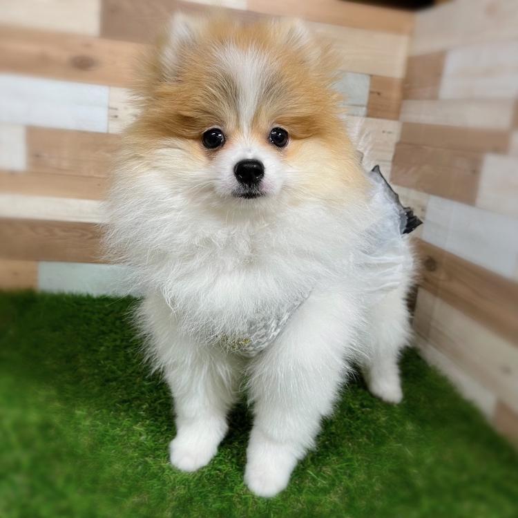 animal_image