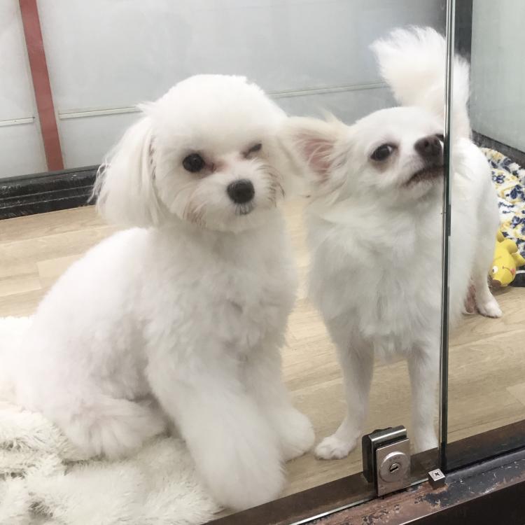 animal_image