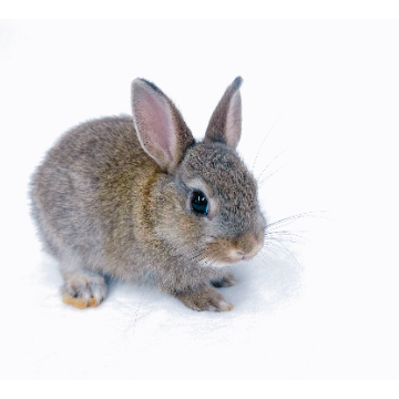 animal_image