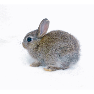 animal_image