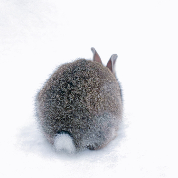 animal_image