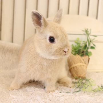 animal_image
