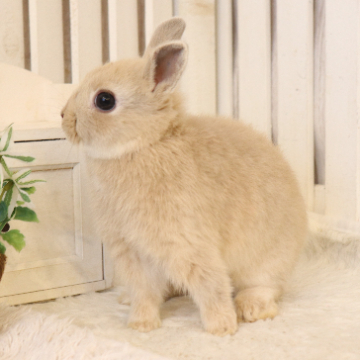 animal_image