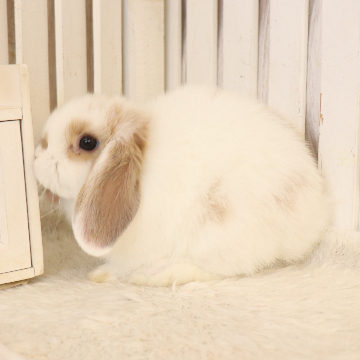 animal_image