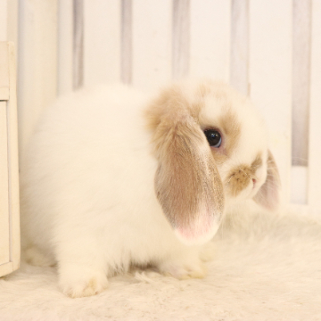 animal_image