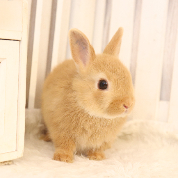 animal_image