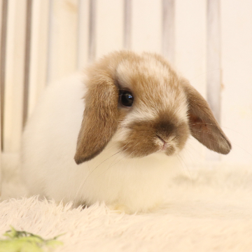 animal_image