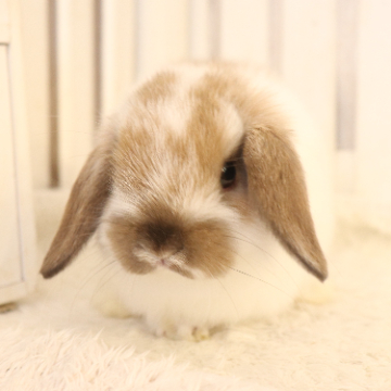 animal_image