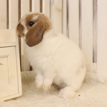 animal_image