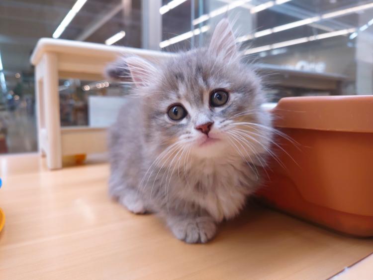 animal_image