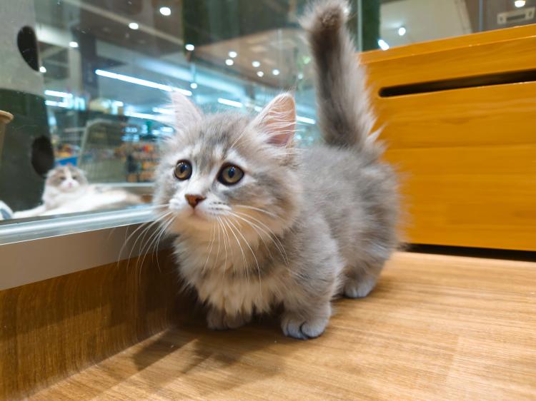 animal_image