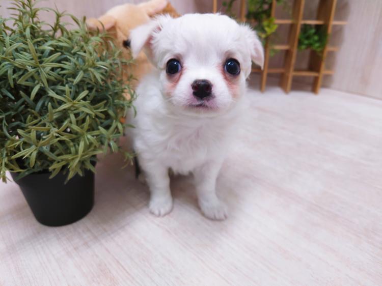 animal_image