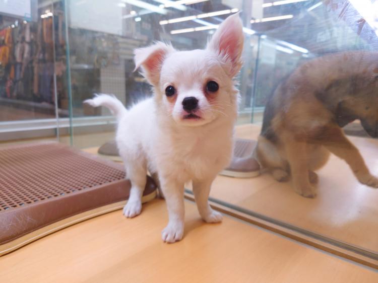 animal_image