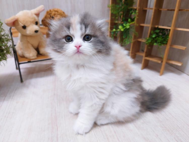 animal_image