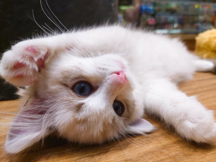 animal_image