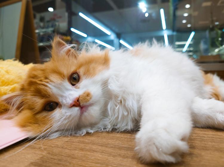 animal_image
