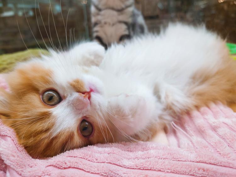 animal_image