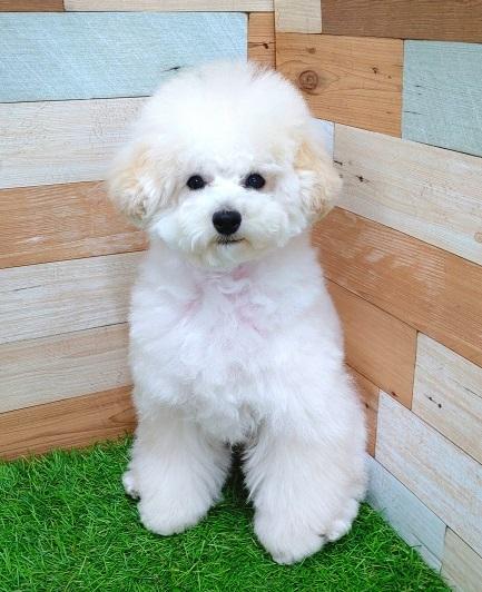 animal_image
