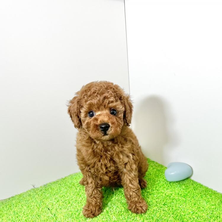 animal_image