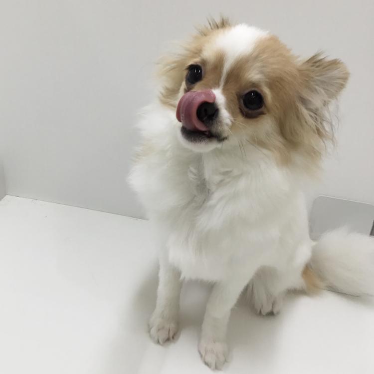 animal_image