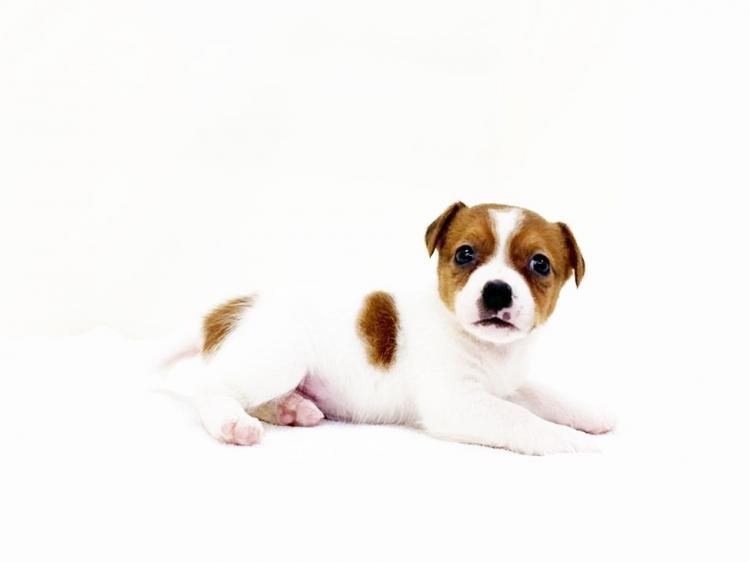 animal_image