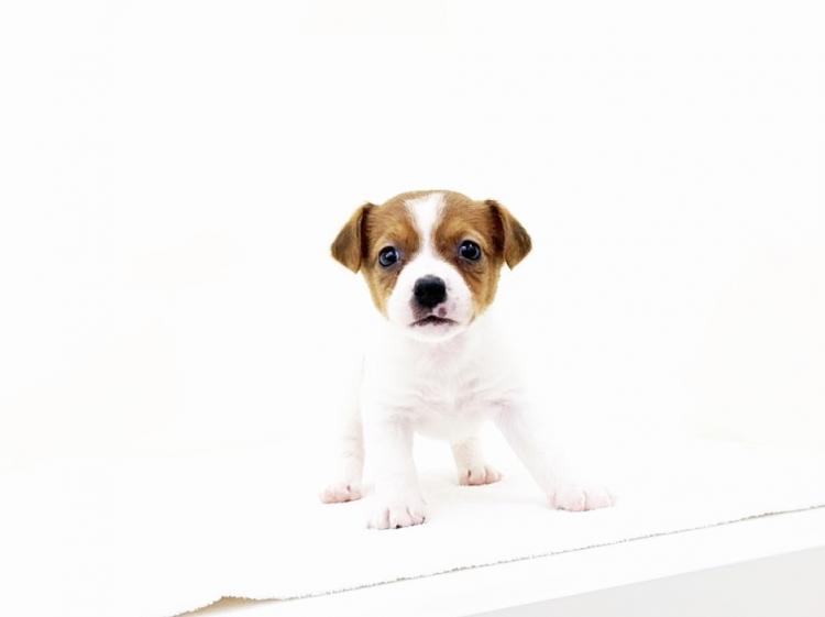 animal_image