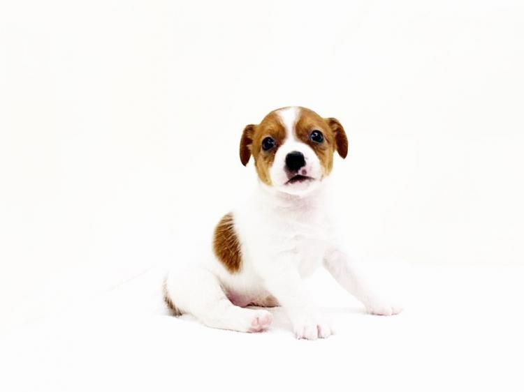 animal_image